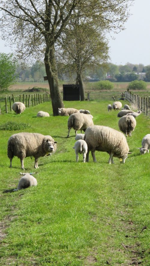 Avys, Gamta, Ūkis, Kaimas, Brabantas, Gyvūnai