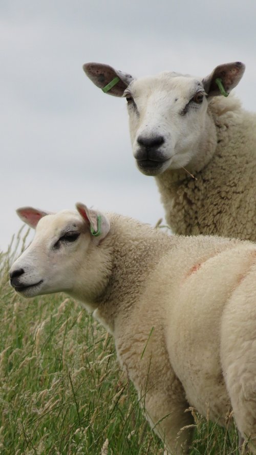 Avių,  Nyderlandai,  Dyke,  Kaimo,  Avinėlius,  Lauko Gyvenimas