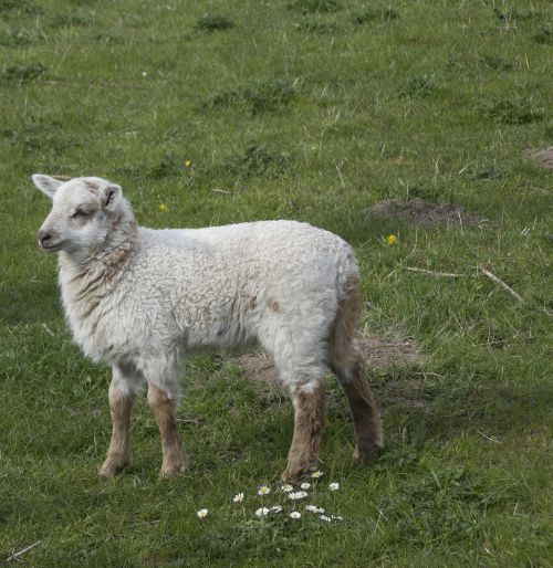 Avys, Ėriena, Gyvūnas, Mielas, Gyvūnų Pasaulis, Gamta, Kailis, Žolė, Nordfriesland