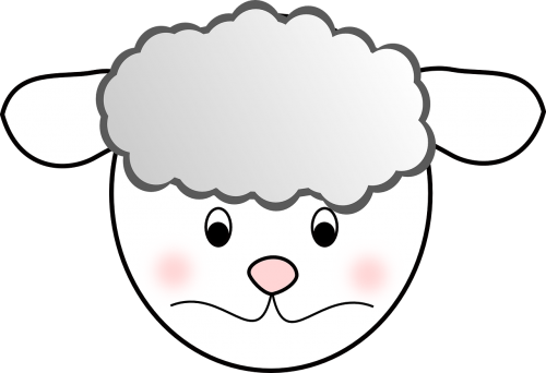 sheep face head