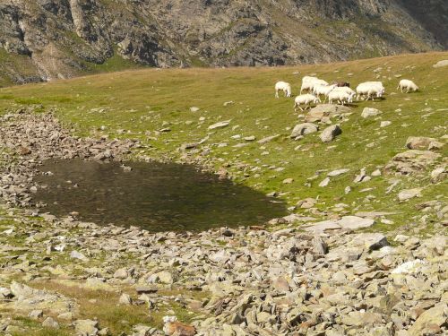 Avys, Avių Pulkas, Bergsee, Ganykla