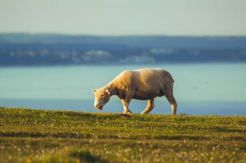 Avys,  Vandenynas,  Dorset,  Gyvūnas,  Ganykla