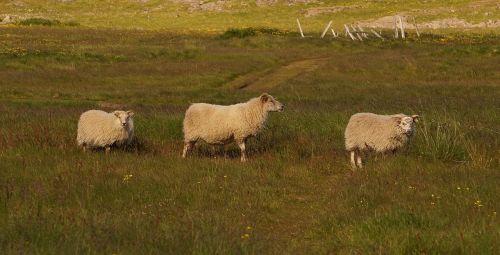 Avys, Highlands, Ganykla, Žemdirbystė, Pieva, Gyvuliai