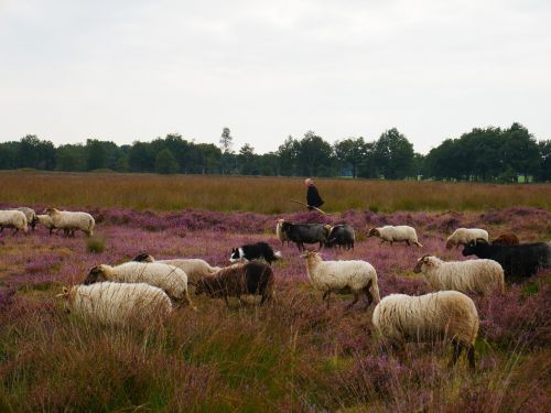 Avys, Piemenys, Ėriena, Hei, Heide, Naršyklė, Gamta, Kaimas, Ruduo, Bandas, Platus, Drenthe