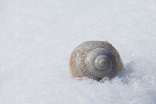 Lukštas, Sniegas, Gamta, Žiema, Šaltas, Sraigė, Uždaryti