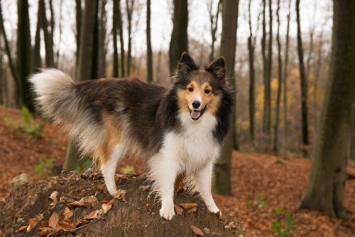 Sheltie, Šuo, Miškas, Stovintis, Uždaryti