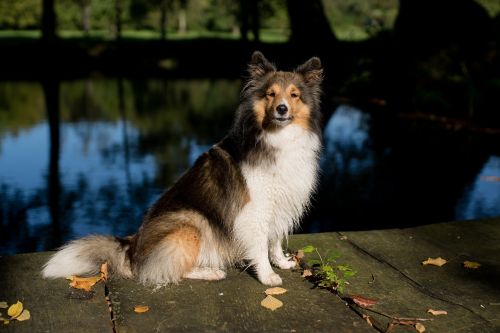 Šuo, Sheltie, Gyvūnų Portretas, Uždaryti