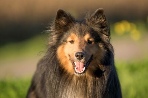 Šuo, Sheltie, Gyvūnų Portretas, Uždaryti