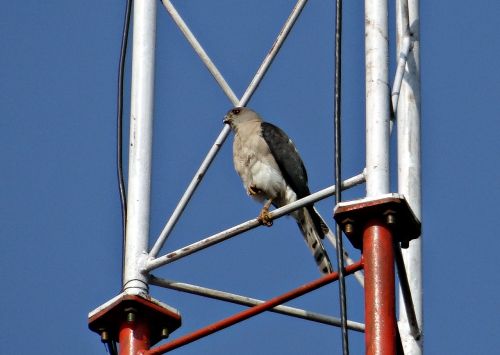 Shikra, Accipiter Badius, Plėšrusis Paukštis, Accipitridae, Mažai Banded Goshawk, Paukštis, Dharwad, Indija