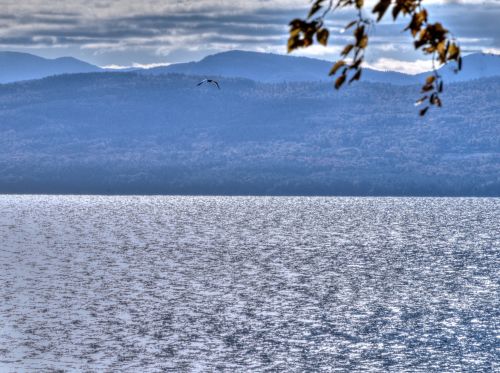 Ežeras,  Vanduo,  Vermont,  Burlingtonas,  Ežeras & Nbsp,  Champlain,  Paukštis,  Mirgantis Ežeras