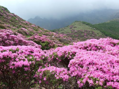 Shosenkyo Girtas, Azalija, Rhododendron Kiusianum Aso, Augalas, Japonija