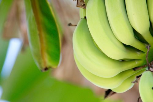 Krūmas, Bananas, Bananų Augalas, Vaisiai, Stiebas, Bananų Medis, Obstbanane, Atogrąžų, Bananinis Krūmas, Maži Bananai, Bananų Lapai, Bananų Gėlė