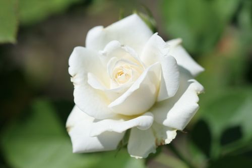 Krūmas Rožė, Rosa Paloma Blanca, Balta, Balta Gėlė, Baltos Rožės, Rožinis, Balti Žiedlapiai