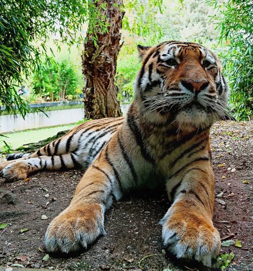 Sibiro Tigras, Plėšrūnų Gyvūnų Zoologijos Sodas, Münsteris, Tigras, Didelė Katė