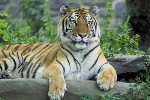 Sibiro Tigras Poilsio, Laukinis Gyvūnas, Didelė Katė, Laukinė Gamta, Kačių, Žvilgsnis
