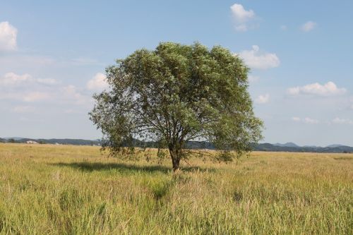 Sihwa Ežeras, Korėjos Respublika, Ruduo, Gamta, Peizažas, Mediena, Dangus, Kraštovaizdis