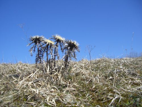 Silberdisteln, Drebulės, Augalas, Laukas