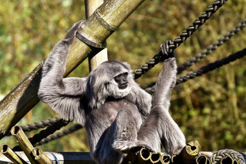 Sidabras Gibbon, Javan Gibbon, Hilobatas Molochas, Beždžionė, Sidabras, Pilka, Gyvūnas, Laukinės Gamtos Fotografija, Tierpark Hellabrunn, Munich
