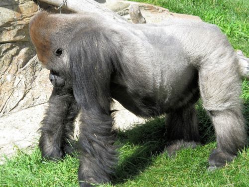 Silverback, Gorila, Jėga, Ape, Primatas, Gyvūnas, Žinduolis, Zoologijos Sodas