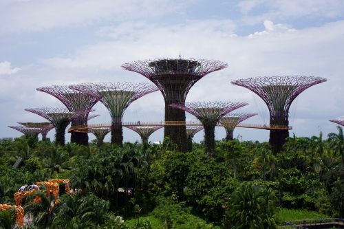 Singapūras, Sodai, Medžiai, Asija, Gamta, Augalas, Botanikos, Žalias, Atogrąžų, Kraštovaizdis, Spalvinga, Botanikos, Vaizdingas, Architektūra, Parkas, Lauke, Orientyras, Turizmas, Natūralus, Miestas, Šiuolaikiška
