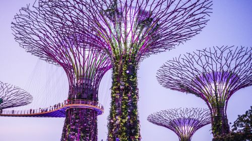 Singapūras, Sodai Prie Įlankos, Supertrees, Spalvinga, Supertree
