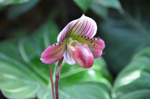Singapūras, Orchidėjos, Botanikos Parkas