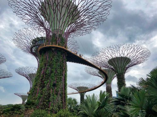 Singapūras,  Sodai Prie Įlankos,  Medis,  Augalas,  Gamta,  Be Honoraro Mokesčio