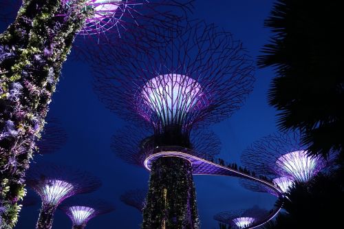 Singapūras,  Supertree Gira,  Fonas,  Be Honoraro Mokesčio