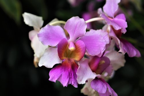 Singapūras,  Orchidėjų,  Gėlė,  Kelionė