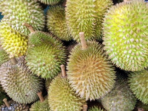 Singapūras,  Durian,  Vaisiai,  Singapūras,  Durian Vaisius