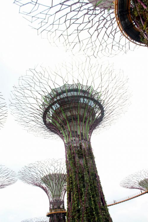 Singapūras,  Milžinas,  Medis,  Sodai,  Įlankos,  Singapūras Milžiniški Medžių Sodai Prie Įlankos