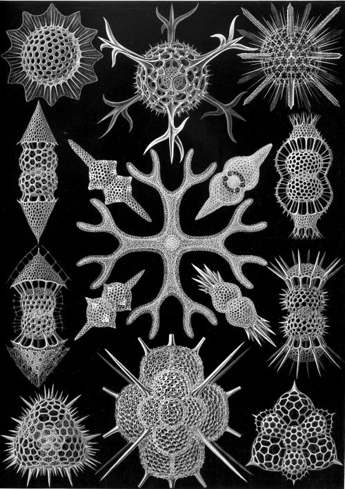 Vienkartiniai Organizmai, Radiolarai, Radiolaria, Spumellaria, Haeckel, Endoskeletonas