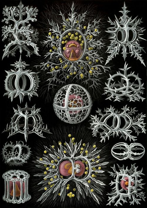 Vienkartiniai Organizmai, Radiolarai, Radiolaria, Stefoidas, Haeckel, Endoskeletonas