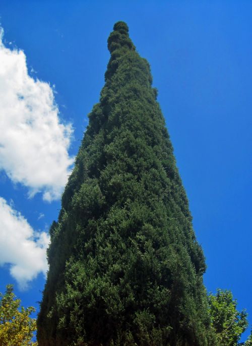 Medis,  Aukštas,  Kiparisas,  Vienas Kipariso Medis