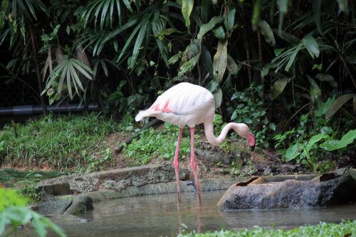 Vienas,  Flamingo,  Tvenkinys,  Vienkartinis Flamingas Ant Tvenkinio