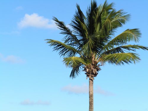 Atogrąžų,  Sala,  Palmių & Nbsp,  Medis,  Kelionė,  Turizmas,  Puerto & Nbsp,  Rico,  Vienas Palmių Medis