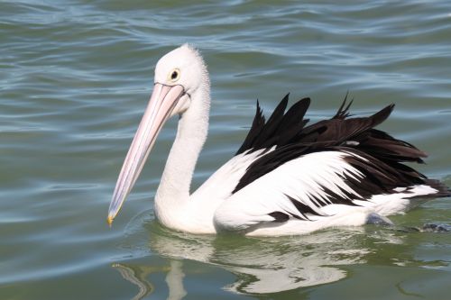Vienas,  Pelican,  Jūra,  Vienas Pelikanas Jūroje