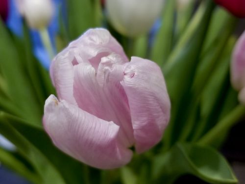 Tulpė,  Gėlės,  Užpildytas,  Olandų & Nbsp,  Gėlės,  Rožinis,  Viena Rožinė Tulpė Arti