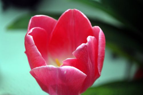Tulpė,  Tulpės,  Gėlė,  Tulipa,  Liliaceae,  Daugiametis,  Vienas Tulpis