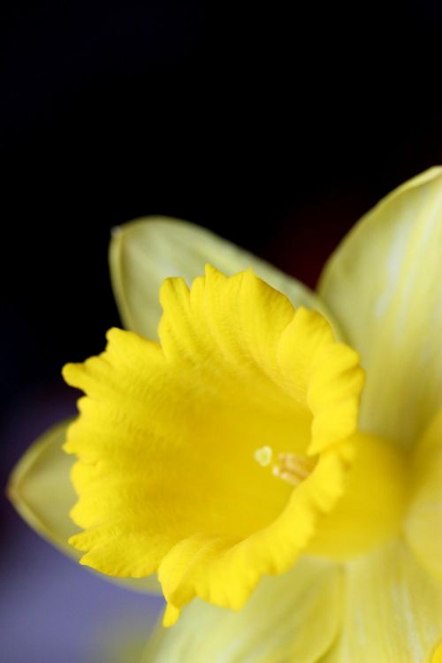 Gėlė,  Geltona,  Daffodil,  Šviesus,  Fonas,  Velykos,  Pavasaris,  Vienas Geltonas Narcizas