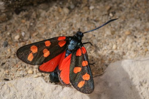 Šešios Moth, Vabzdys, Drugeliai, Drugelis, Raudona Juoda, Pastebėtas