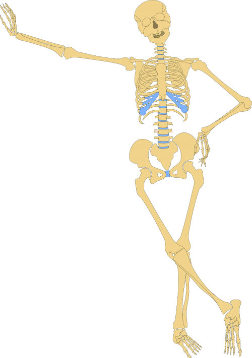 Skeletas, Žmogus, Kaukolė, Kaulas, Kaulai, Anatomija, Juokinga, Nemokama Vektorinė Grafika