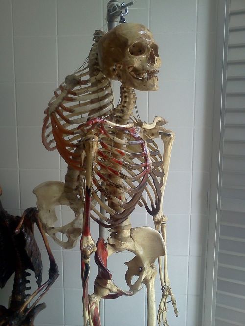 Skeletas, Laboratorija, Anatomija, Kaulai