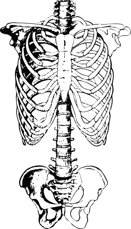 Skeletas, Šonkauliai, Anatomija, Žmogus, Medicinos, Halloween, Nemokama Vektorinė Grafika