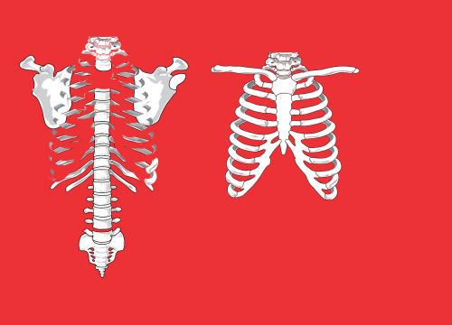 Skeletas, Šonkauliai, Anatomija, Žmogus, Medicinos, Halloween, Persidengti, Nemokama Vektorinė Grafika