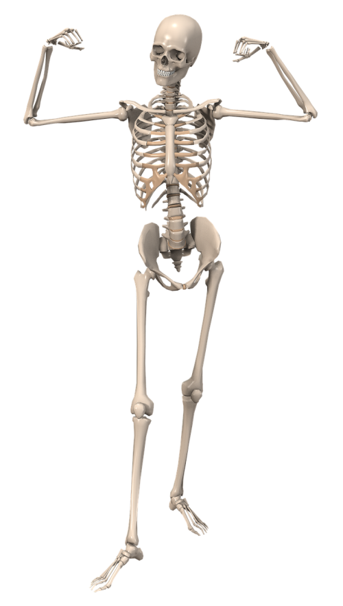 Skeletas, Anatomija, Moteris, Endoskeletonas, Skeletas, Vidinis Skeletas, Kaulas, Kelti, Kelia, Vizualizacija, Modelis, 3D, 3D Vizualizacija, 3D Modelis, 3Dfrau, Atvaizdavimas, Padengti, Dizainas, 3D Koncepcija, Kompiuterinė Grafika, Izoliuotas