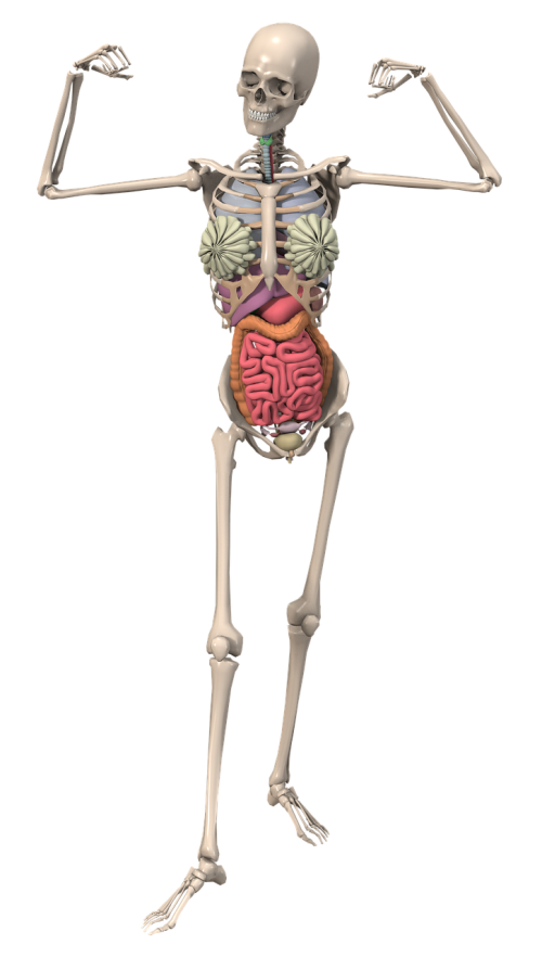 Skeletas, Anatomija, Moteris, Organai, Vidaus Organai, Endoskeletonas, Skeletas, Vidinis Skeletas, Kaulas, Kelti, Kelia, Vizualizacija, Modelis, 3D, 3D Vizualizacija, 3D Modelis, 3Dfrau, Atvaizdavimas, Padengti, Dizainas, 3D Koncepcija, Kompiuterinė Grafika, Izoliuotas