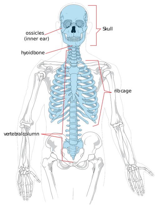 Skeletas, Kaulai, Žmogus, Mokslas, Diagrama, Sistema, Biologija, Skeletas, Nemokama Vektorinė Grafika