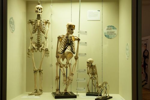 Skeletas, Palyginimas, Žmogus, Beždžionė, Primatai, Homo Sapiens, Plėtros Istorija, Vitrina, Gamtos Mokslai, Biologija, Muziejus