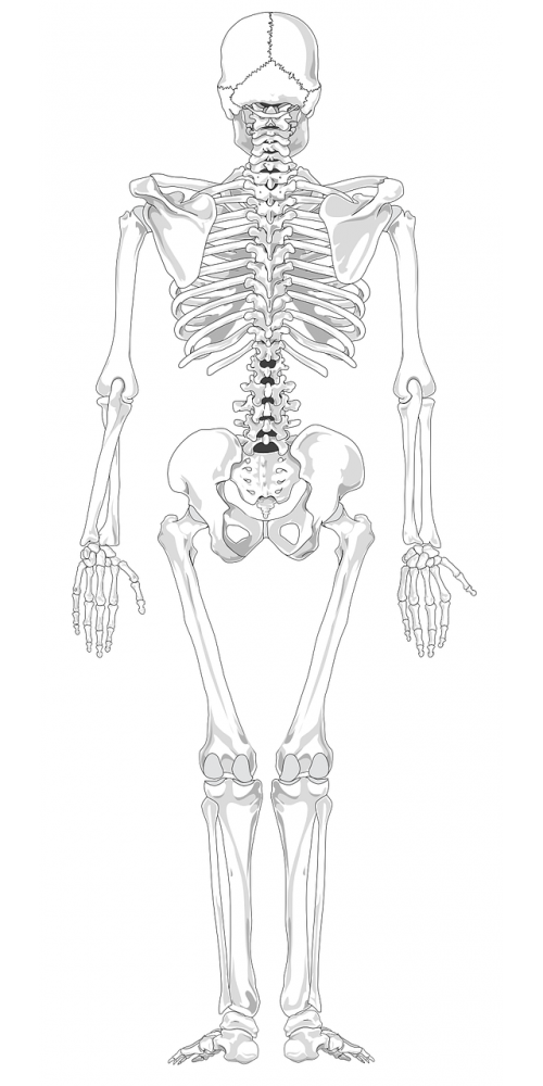 Skeletas, Žmogus, Skeletas, Anatomija, Anatominis, Rentgeno Spinduliai, Xray, Kaulai, Diagrama, Nemokama Vektorinė Grafika